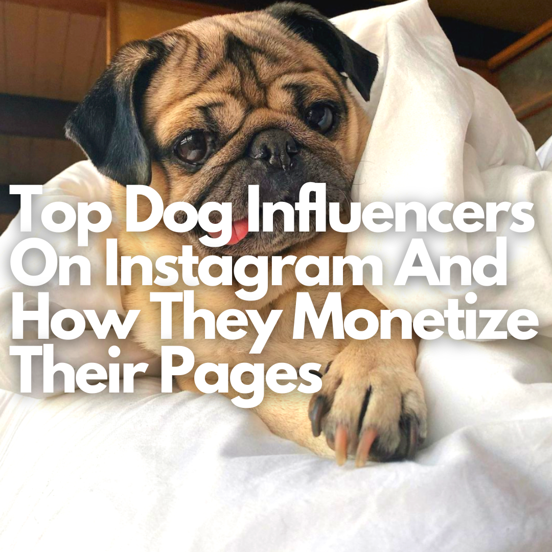 Top Dog Influencers On Instagram And How They Monetize Their Pages | Net  Influencer