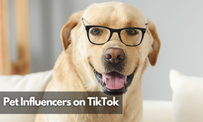 Pet Influencers on TikTok