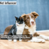 Pet Affiliate Programs - Turn Your Pet Social Media Account Into A Money Maker