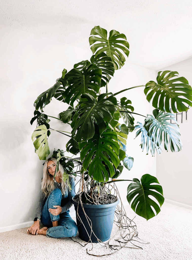 Growing Green: How Creator Samantha Hermann Turned Houseplants Into A Family Business