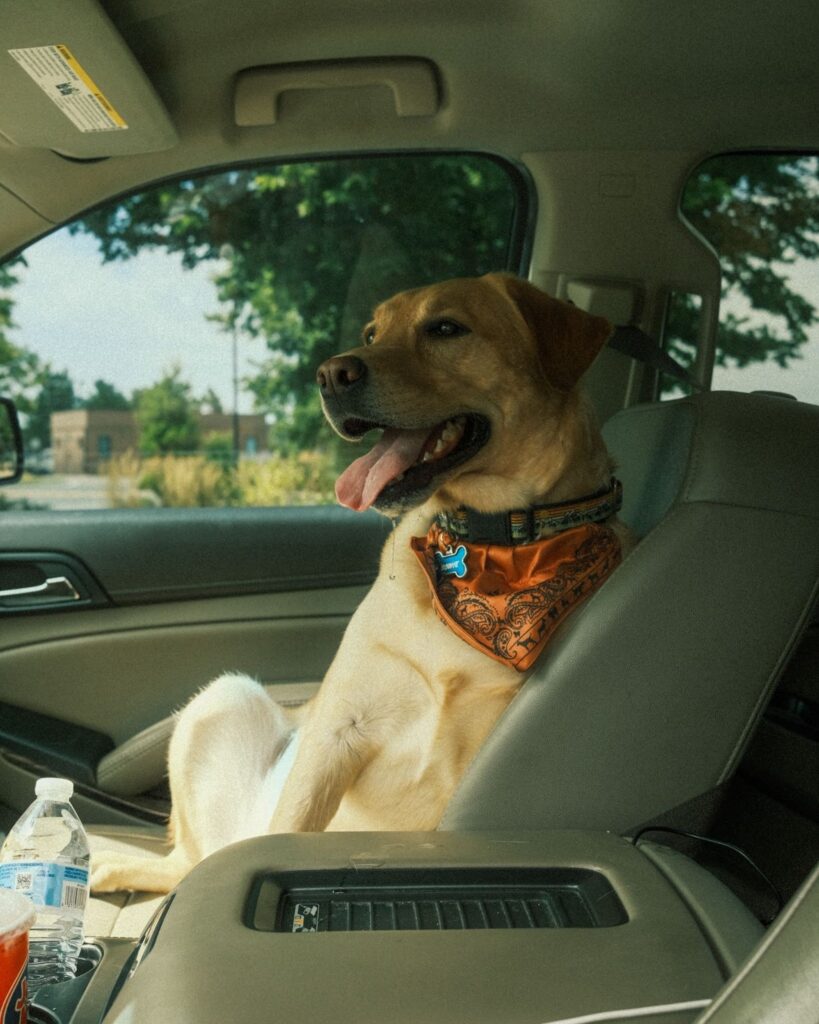 Meet Kevin & Bowie, The Dynamic Duo Behind ‘The Uber Dog’